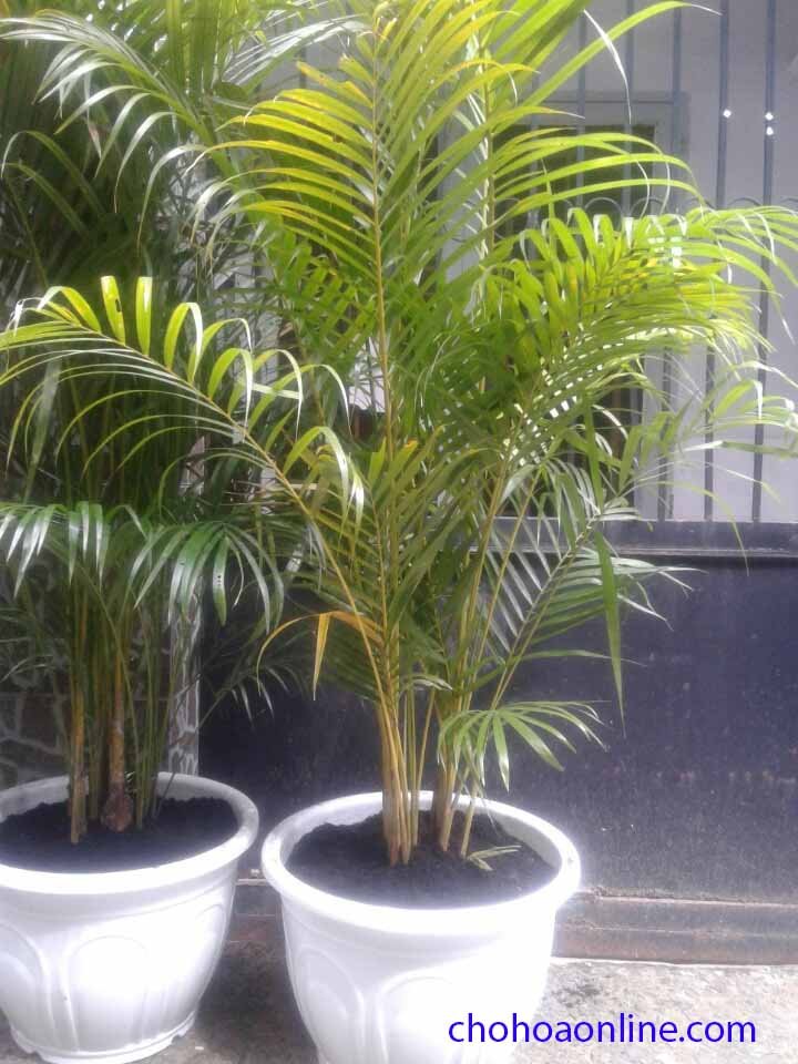 Cây Kè Nhật Trồng Chậu Phối Kết (mix nhiều loại) 2