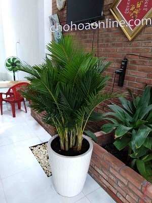 Cây Kè Nhật Trồng Chậu Phối Kết (mix nhiều loại)