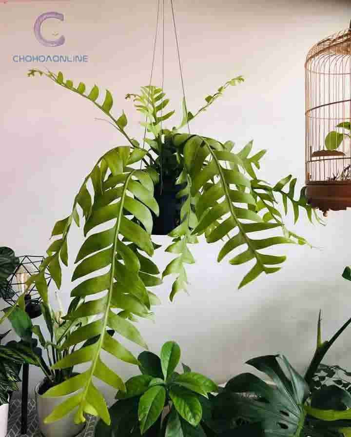 Cây Ớt Hình Trái Tim (biquinho) 3