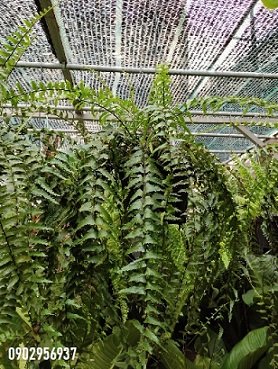 Cây Ớt Hình Trái Tim (biquinho)