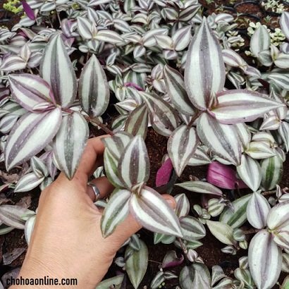 Chậu Để Bàn Cây Bình An