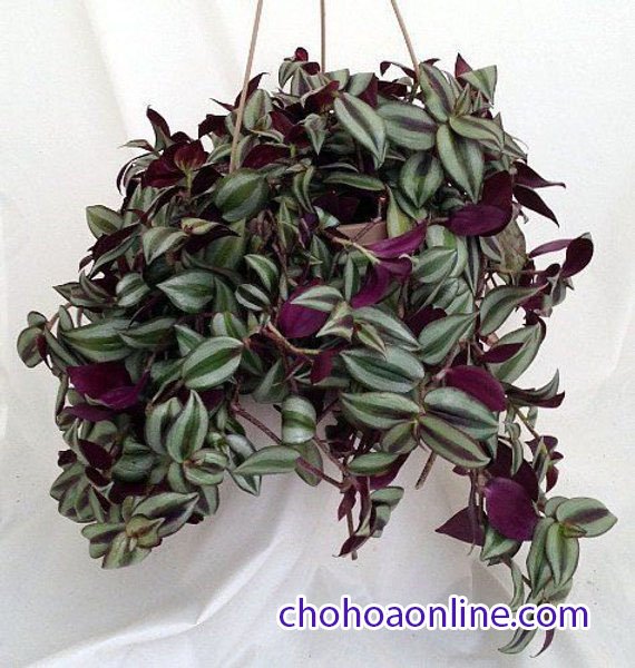 Chậu Để Bàn Cây Bình An 2