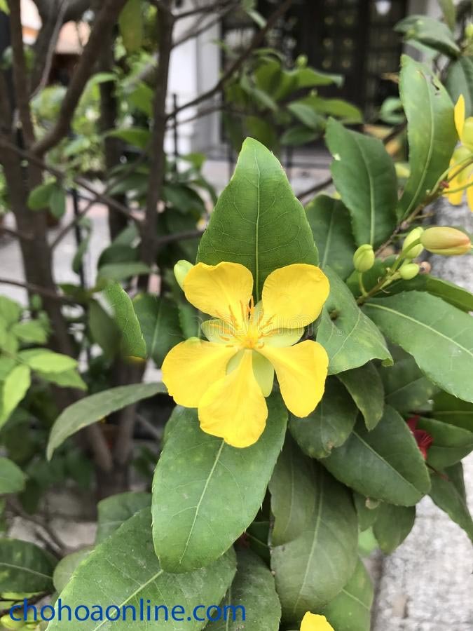 Cây Giống Chuối Đỏ Dacca 2