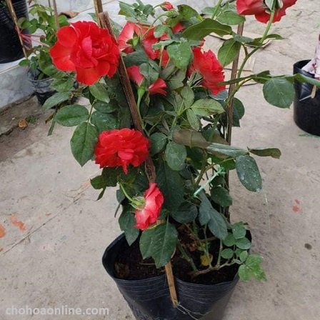 Cây Giống Bí Đỏ