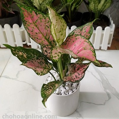 Cây Hoa Giấy Ngũ Sắc