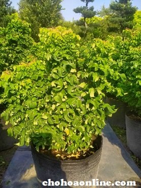 Cây Kè Nhật Trồng Chậu Phối Kết (mix nhiều loại)