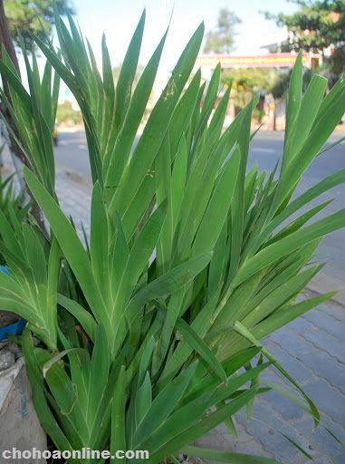 Cây Ổi Dứa