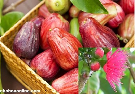 Cây Nho Thân Gỗ Tứ Quý