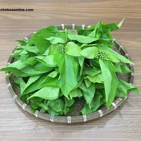 Cây Xương Rồng Ba Cạnh