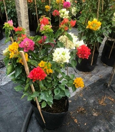 Cây Xương Rồng Ba Cạnh