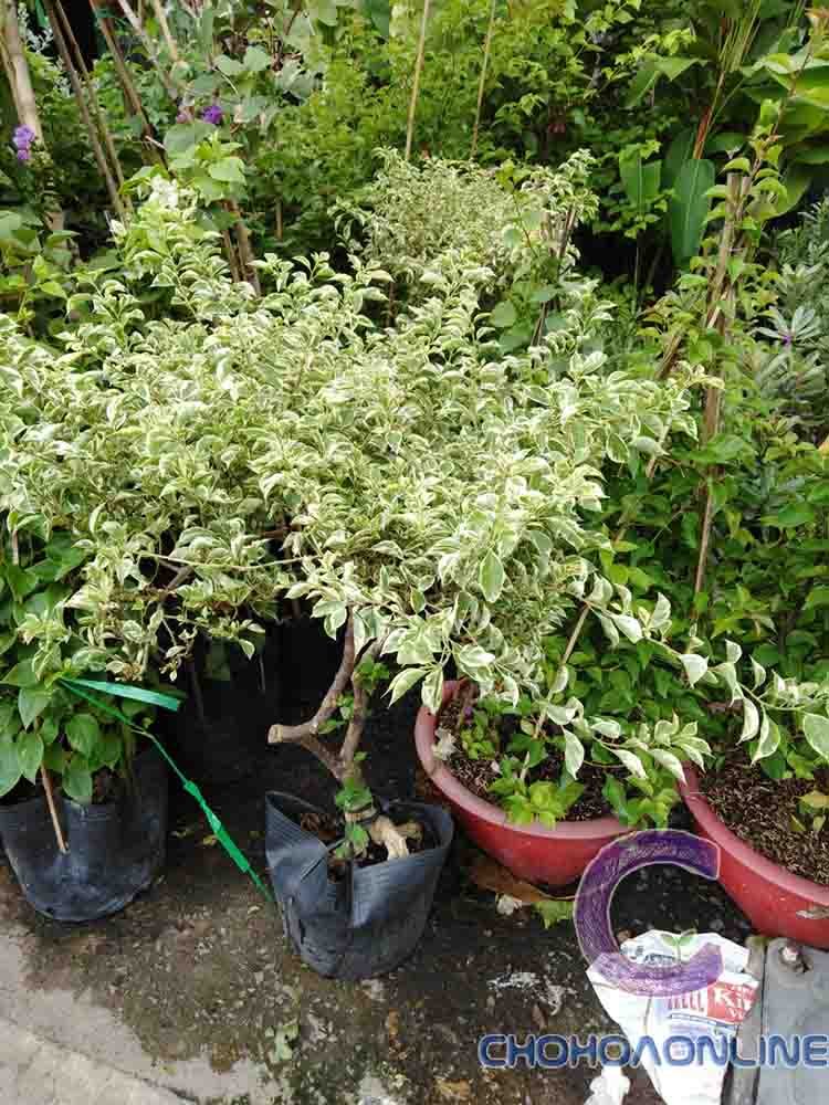 Cây Xương Rồng Ba Cạnh 3