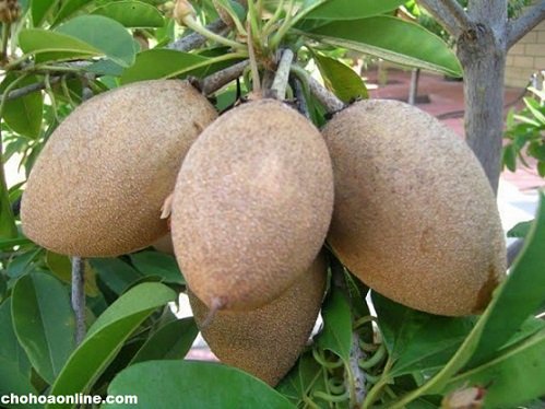 Cây Kè Nhật Trồng Chậu Phối Kết (mix nhiều loại)