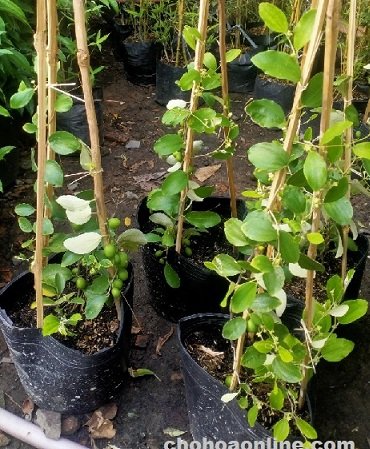 Cây Huệ Mưa Hoa Trắng