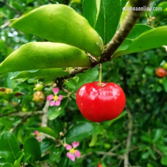 Cây Huệ Mưa Hoa Trắng