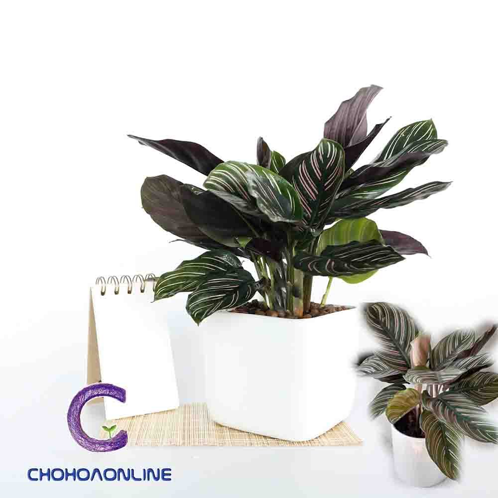Cây Ngọc Ngà 2