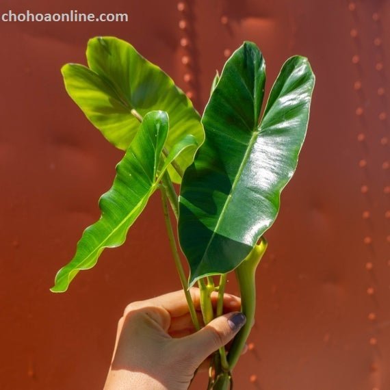 Giống Cây Cà Chua Thân Gỗ