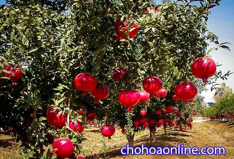 Giống Cây Cà Chua Thân Gỗ 2
