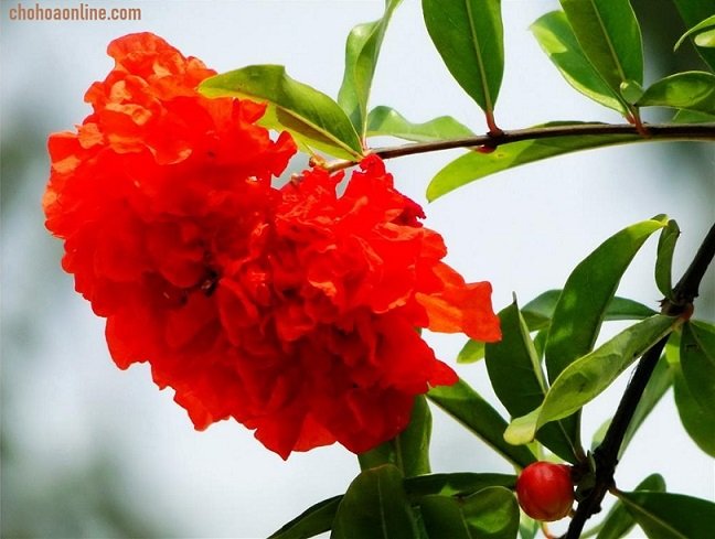 Giống Cây Cà Chua Thân Gỗ