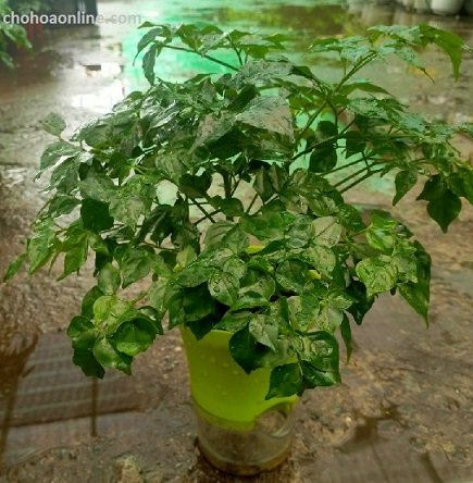 Giống Cây Cà Chua Thân Gỗ