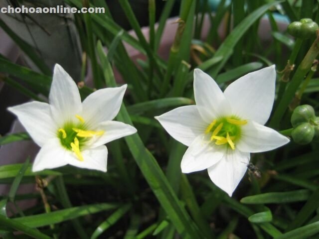 Cây Liễu Tường Hoa Đỏ