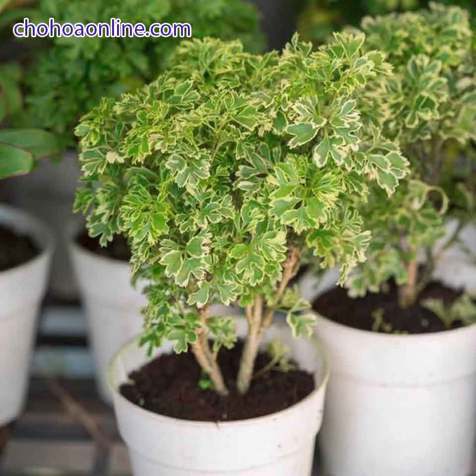 Cây Hồng Hạc 2
