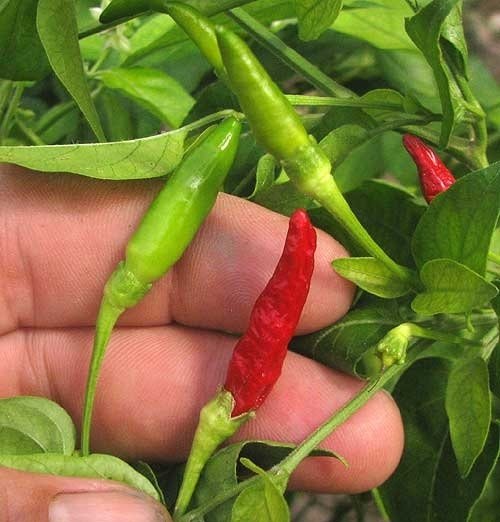 Cây Kè Nhật Trồng Chậu Phối Kết (mix nhiều loại)