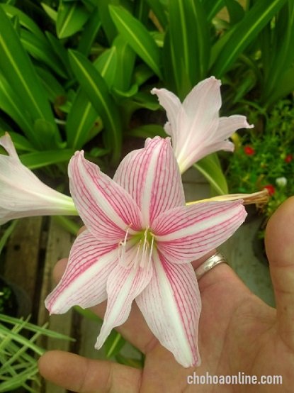 Cây Tùng Kim Cương