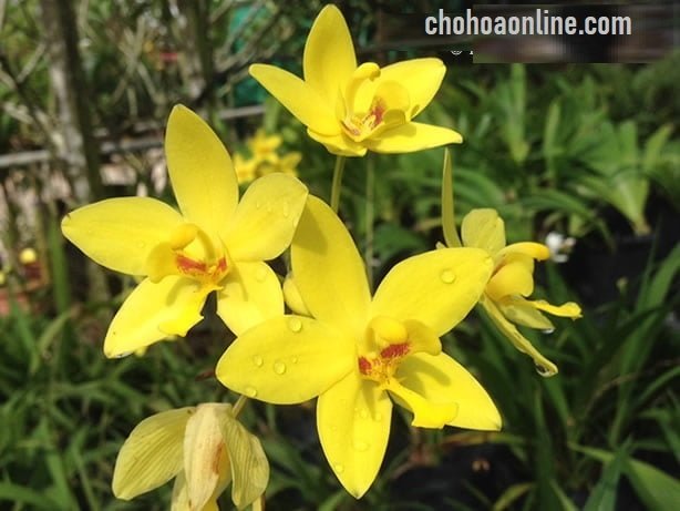 Chậu Đá Mài Vuông 50cm
