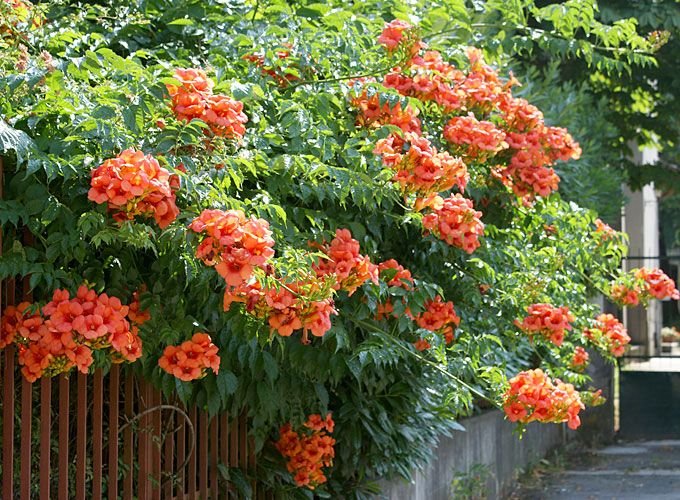 Chậu Đá Mài Vuông 50cm 2