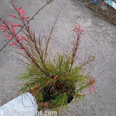 Chậu Đá Mài Vuông 50cm