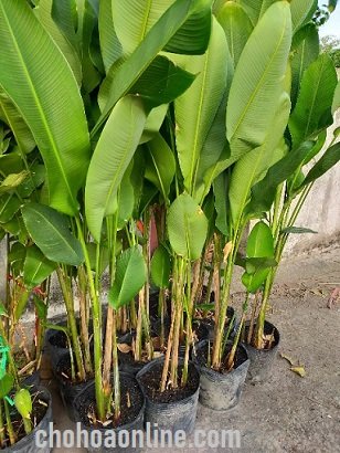 Chậu Nhựa Đứng Gân Sọc Trắng