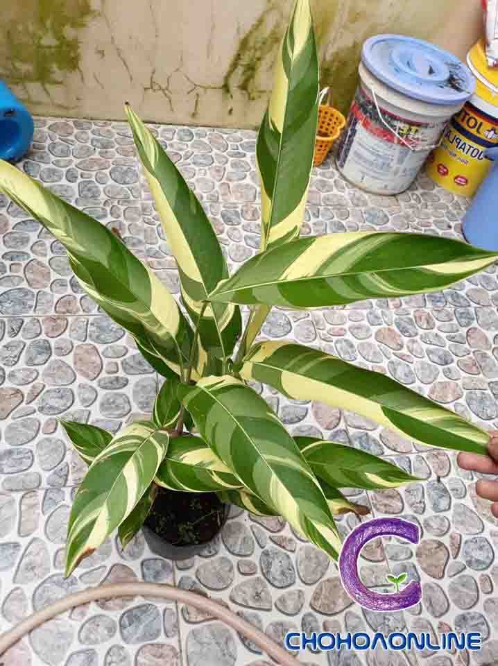 Chậu Nhựa Đứng Gân Sọc Trắng 2