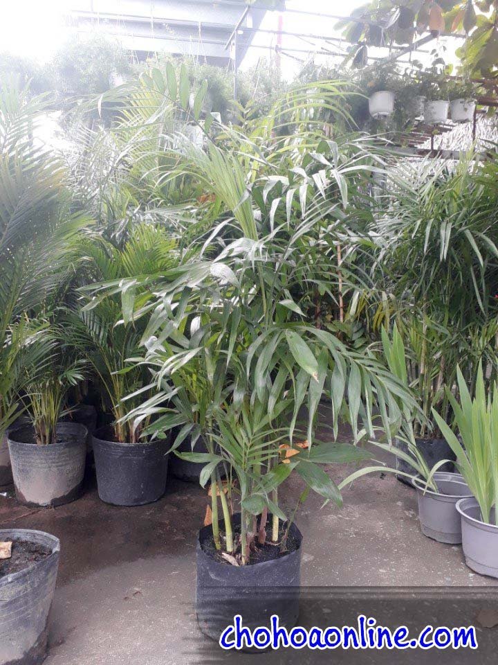 Cây Ớt Xiêm Xanh 2