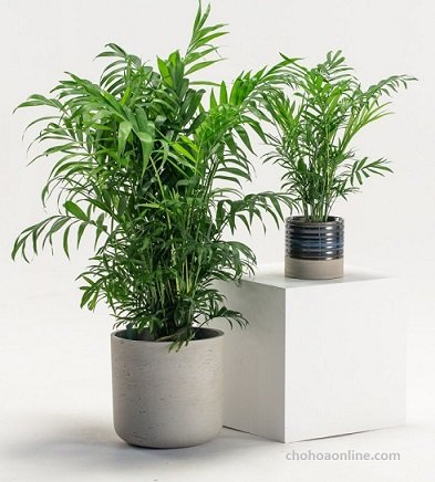 Cây Ớt Xiêm Xanh