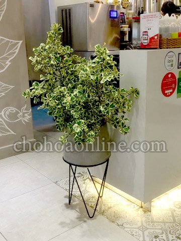 Cây Xuyên Tâm Liên (điều trị covid 19) 2