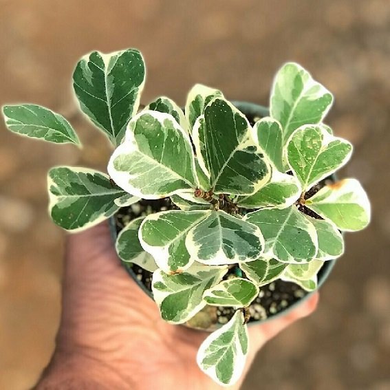 Cây Xuyên Tâm Liên (điều trị covid 19)