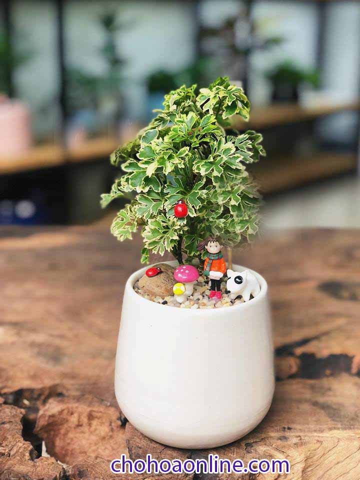 Cây Kè Nhật Trồng Chậu Phối Kết (mix nhiều loại)