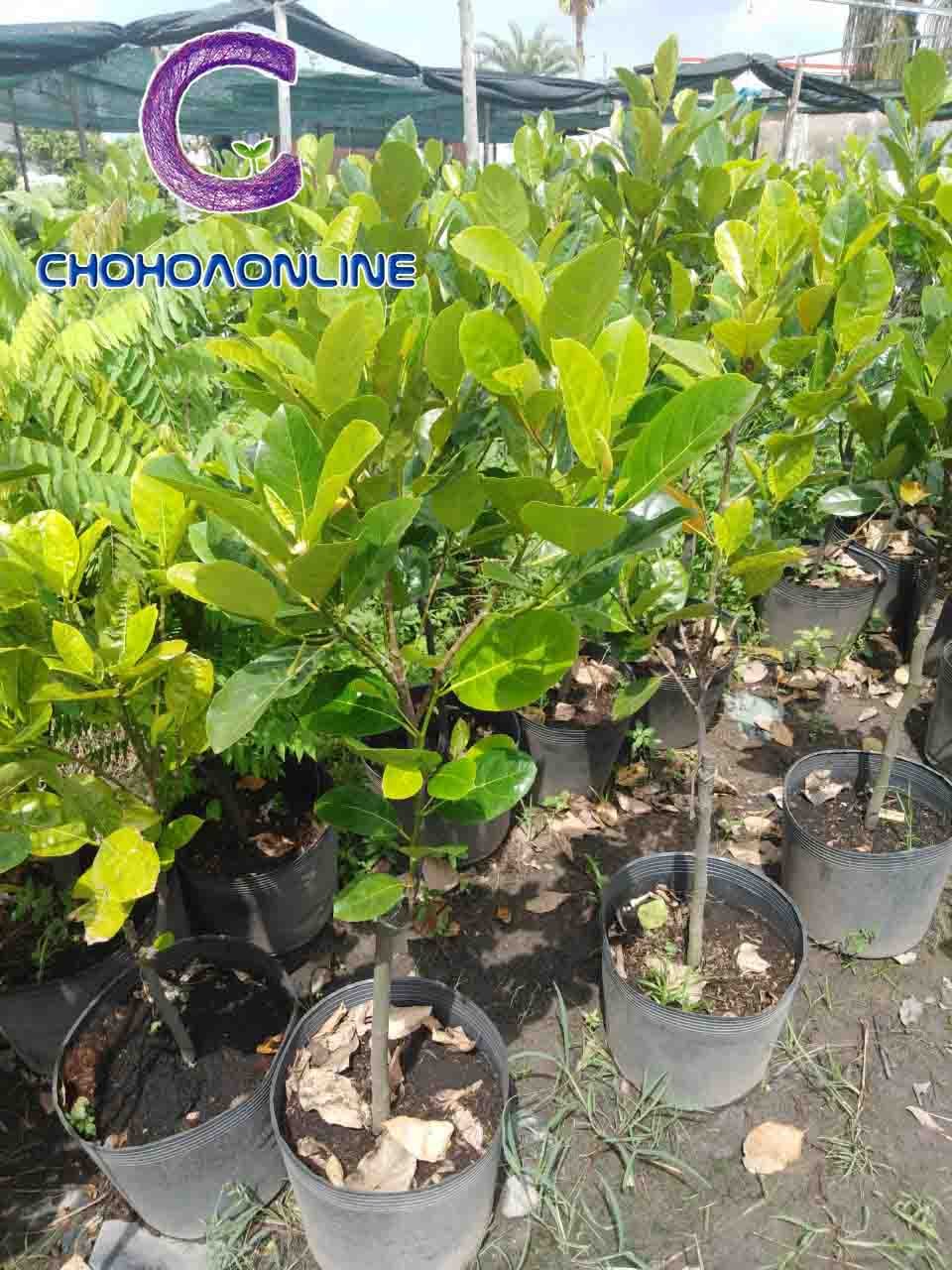 Đất Đỏ Bazan Trồng Cây 2
