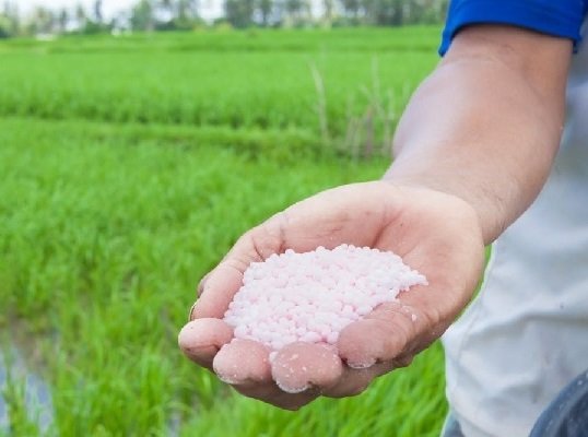 Cây Sống Đời Kép