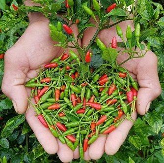 Chậu Đá Mài Hình Chữ Nhật