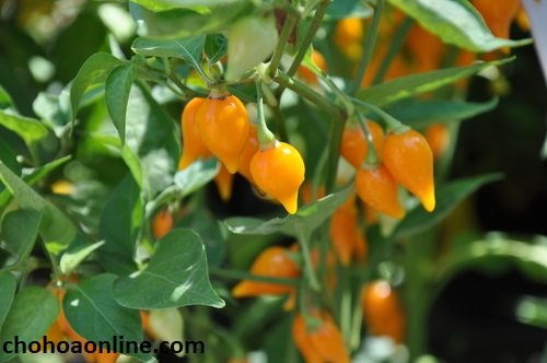 Chậu Đá Mài Hình Chữ Nhật 2