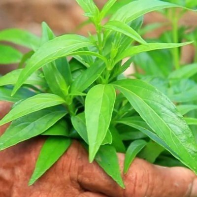 Chậu Đá Mài Hình Chữ Nhật