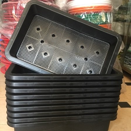 Hạt Giống Rau Xà Lách