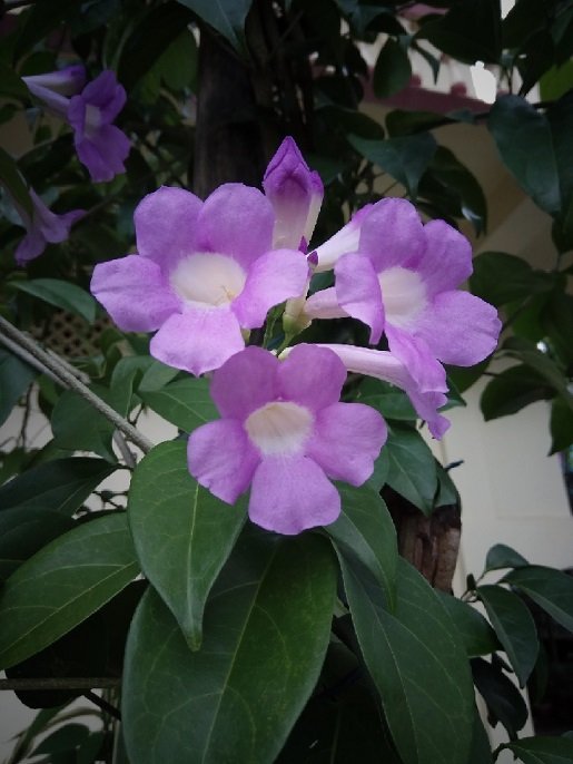 Cây Sen Hồng
