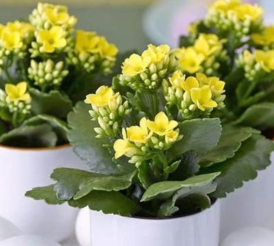 Cây Kim Thủy Tùng Để Bàn