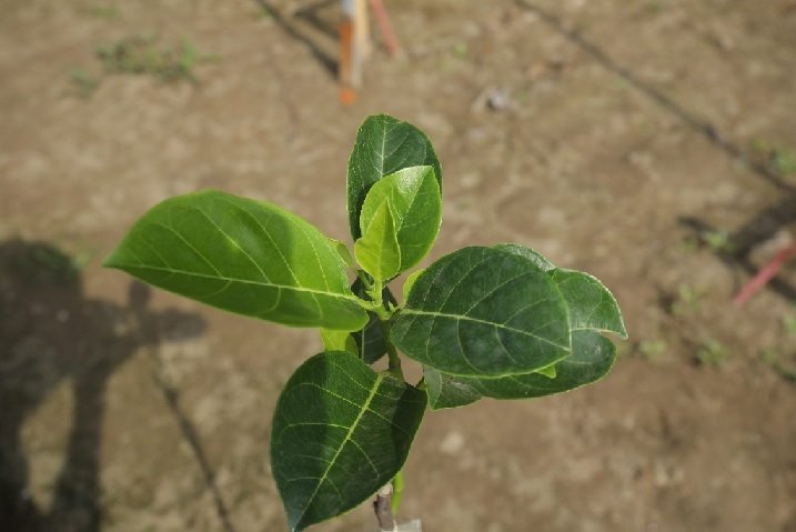 Cây Kim Thủy Tùng Để Bàn