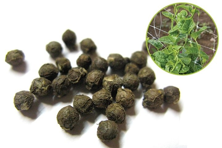 Cây Kim Thủy Tùng Để Bàn