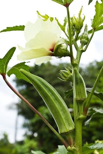 Cây Lan Quân Tử Để Bàn