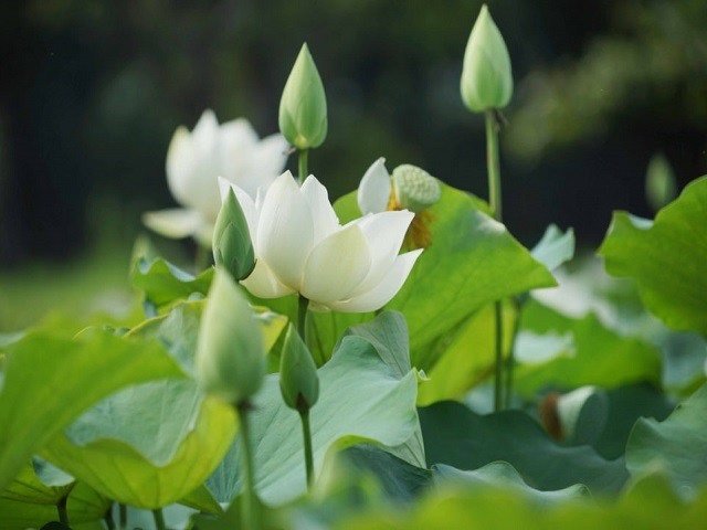 Cây Lan Quân Tử Để Bàn
