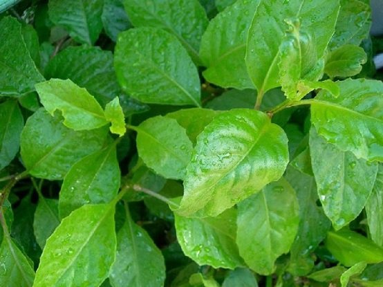 Cây Ổi Tím Lá Nhỏ